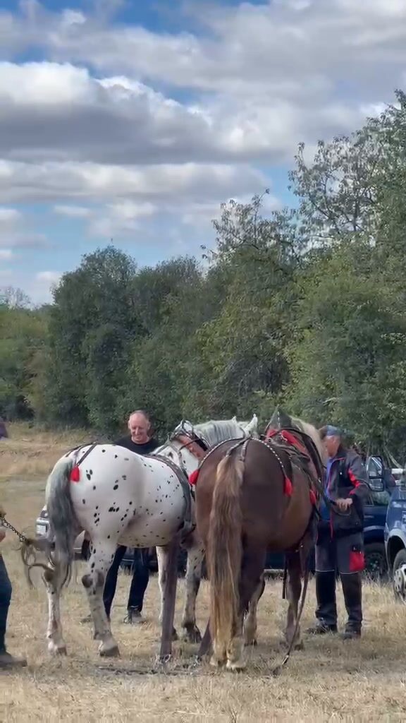 🐴 Majstrovstvá Slovenska v orbe konským záprahom V obci Cerovo som mal možnosť vidieť krásnu…